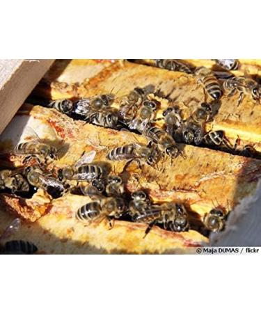 Pure Propolis Powder 100g - Buy Online on GoSupps.com