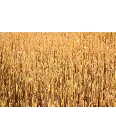 Organic Hard Red Winter Wheat Berries from Rocky Mountains - Cache Harvest Co. Premium (10 oz) - Buy Online on GoSupps.com