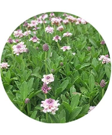 THRU Poduthalai Powder 100gm - Buy Online on GoSupps.com