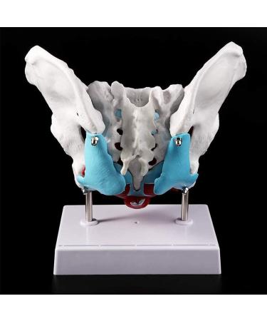 Women's Female Model with Pelvic Floor Muscle Model Natural Laboratory Size - Buy Online on GoSupps.com