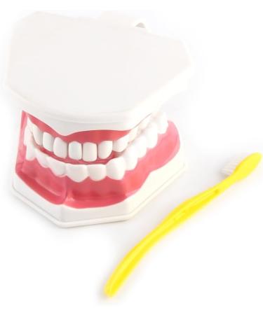 FafeICY 1PC 28 Teeth Teaching Toothbrush Model - Dentist Tool with Handy Toothbrush & Poster for Study Demonstration - Buy Online on GoSupps.com