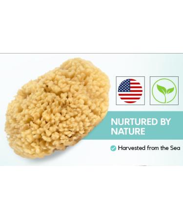 Natural Yellow XFO Sea Sponge 4.5in | Eco-Friendly Loofah Alternative for Bathing & Exfoliating | All-Natural USA Grown Sponge - Buy Online on GoSupps.com