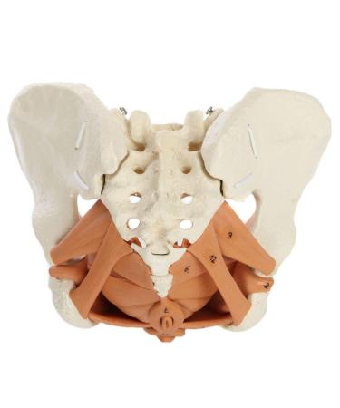 Rudiger Female Pelvis Anatomy Model | Detailed Anatomical Replica with Iliac & Pelvic Floor Muscles | Includes Reference Guide & 5-Year Warranty - Ideal for Education & Healthcare - Buy Online on GoSupps.com