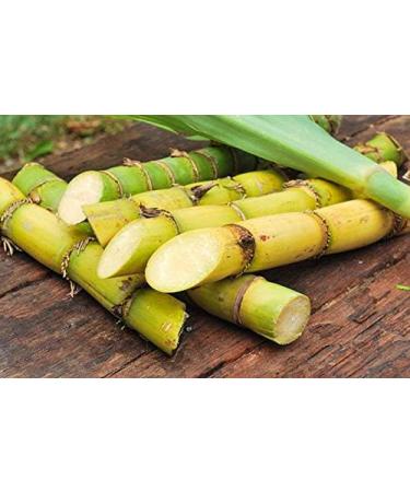 Panela 100% Organic | 500 g | Vegan | Gluten Free | Raw Cane Sugar | No Chemical processes | Rich in nutrients and Vitamins | Natural Energy - Buy Online on GoSupps.com