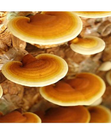 Red Reishi Dried pieces 25 Gram - Buy Online on GoSupps.com