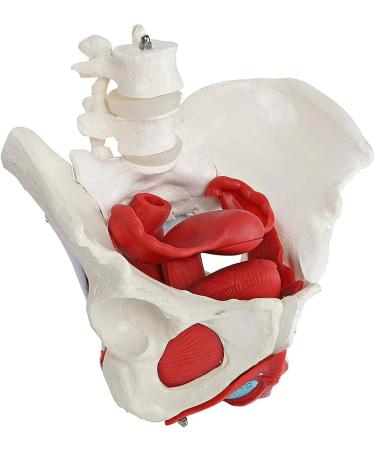 Female Bassin Human Basin Model with Pelvic Floor Muscle Model Ornament - Buy Online on GoSupps.com