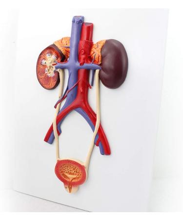 Human Urinary System Model-Ureter Bladder and Urethra Model-This Model is Composed of Kidney Ureter Bladder Bladder Arteries and Veins - Buy Online on GoSupps.com