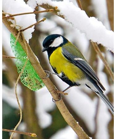 Erdtmanns 20 Fat Balls - 1.6 kg Polybag for Wild Birds | Premium Bird Feed - International Shipping - Buy Online on GoSupps.com