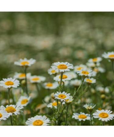 Kamill Herbal Hand & Nail Cream (5 x 100ml) - Nourishes & Protects with 5 Herbal Extracts & Vegan Ingredients - Buy Online on GoSupps.com