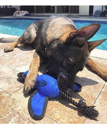 Nerf Dog Trackshot Duck Launcher Toy blue - Buy Online on GoSupps.com