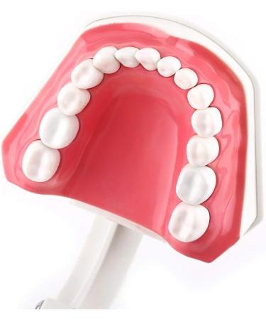 Akozon Teeth Model & Gums - 28 Tooth Complete Fixation Model for Teaching & Demonstration - Ideal for Toothbrushing Practice - Buy Online on GoSupps.com