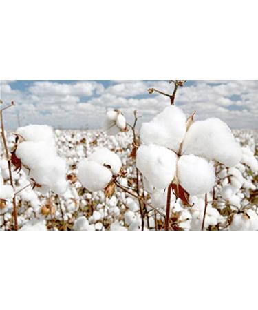 Buy XMHF 2-Pack Cotton Swabs Natural Double Tipped Cotton Buds with Strong Wooden Sticks | Cruelty-Free Ear Swabs - International Shipping Available - Buy Online on GoSupps.com