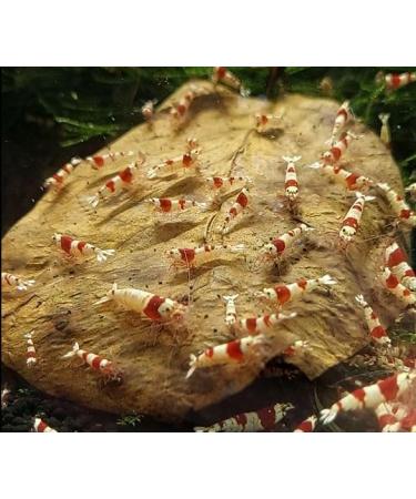 Garnelen4you Sea Almond Leaves | Premium Feed & Water Treatment for Shrimp Fish Crabs & Snails | 40 Pieces | Eco-Friendly Packaging - Buy Online on GoSupps.com