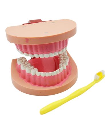 Dytah dental teeth model brusse toothed dental practice teeth typodonts model gingiva visible demonstration lesson study tool