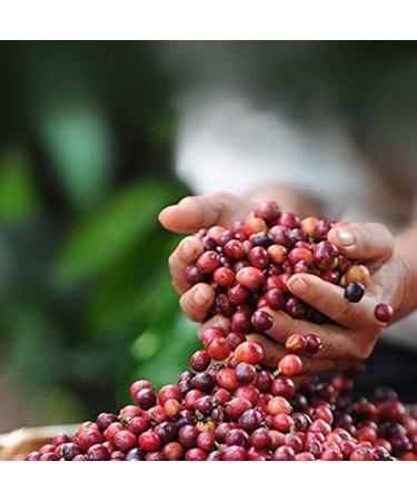 Dolce Gusto - Espresso Intenso - 3x 16 Pods - Buy Online on GoSupps.com