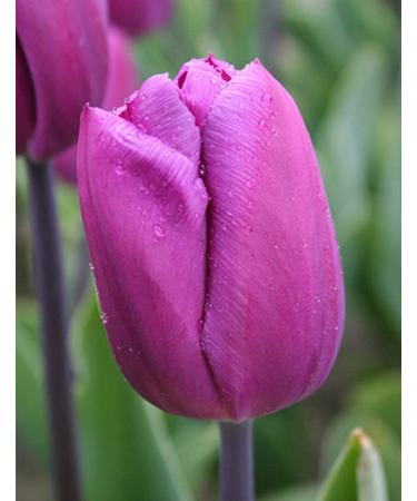 PLAT Firm SEMI DI GERMINAZIONE: 12 Tulip Blumenzwiebeln-Blau Sch nheit Triumph Tulip (Packung mit Birnen 12) Zonen: 8/3 - Buy Online on GoSupps.com