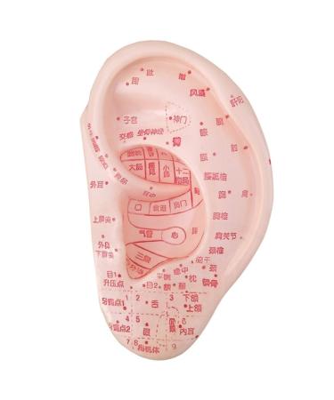 Fhuili 13 cm ear acupuncture model - HD lettering doctors acupuncture model - human acupuncture model ear model - for learning medical acupuncture and acupuncture points meridian