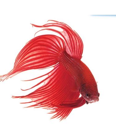 API Betta Fish Food - Premium Nutrition for Vibrant Betta Fish - Buy Online on GoSupps.com