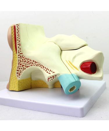 Human Ear Model - 4 x Anatomical Ear Magnification - Human Organ Anatomical Medical Ear Model - Study for Teaching Traning Tool Display - Buy Online on GoSupps.com