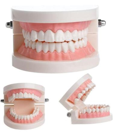 WANGCL Teeth Dental Demonstration Model - Anatomical Tooth Model for Dental Teaching & Oral Care | International Shipping Available - Buy Online on GoSupps.com