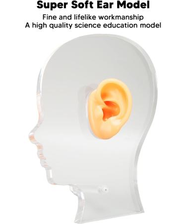 Flexible Fake Ear Model Simulation Display with Acrylic Stand - Ideal for Hospital Training - Buy Online on GoSupps.com