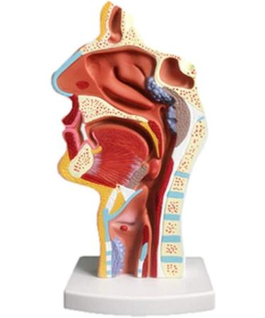 Nasal Cavity Throat Anatomical Model Pathological Nasal Pharyngeal Oropharyngeal Longitudinal Section Model - Buy Online on GoSupps.com