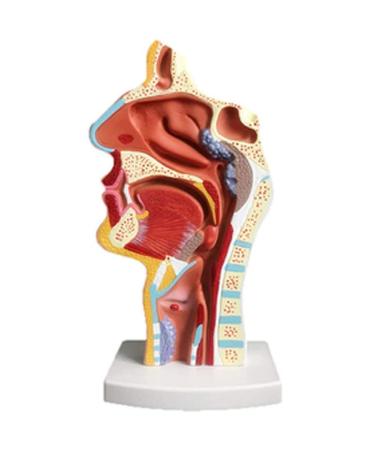 Nasal Cavity Throat Anatomical Model Pathological Nasal Pharyngeal Oropharyngeal Longitudinal Section Model