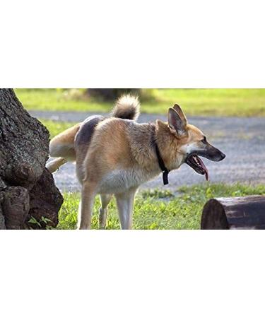 Dog Urinary Health Support - Chewable Cranberry Complex for Dogs - Advanced Urinary Tract Support - 90 Chews - International Shipping Available - Buy Online on GoSupps.com