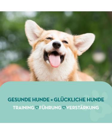 Natural Extra Bitter Spray for Dogs - Effective Anti-Chewing Defense | The Healthy Dog Co. - Safe Educational Aid for Puppies & Kittens - 150ml - Buy Online on GoSupps.com