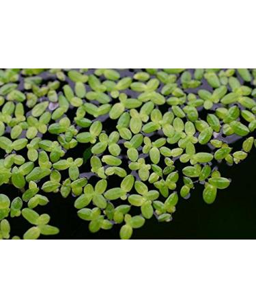 5 x LIVE DUCKWEED (LEMNA MINOR)