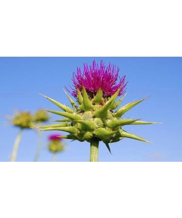 Liquid Milk Thistle Colloidal Milk Thistle detoxifies and protects the liver. Milk thistle is useful in cases of stomach aches and colic. Useful for skin improvement. Containers 100 ml - Buy Online on GoSupps.com