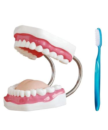 DYTAH Standard Teeth Model Denture Model Teeth Teaching Study Brushing Model With Toothbrush Teeth Model For Study Teaching