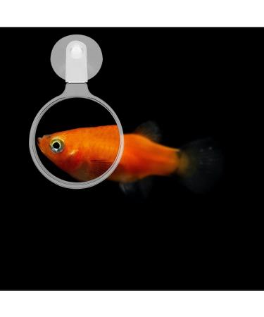 POPETPOP Aquarium Magnifier Acrylic Fish Tank Viewer Fish Tank Magnifying Glass Small Animal Magnifier with Suction 3.5cm - Buy Online on GoSupps.com