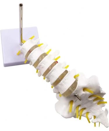 Human Spine Model - 1:1 Life Size Life Size Lumbar Spine Anatomical Model Lumbar Spine Model with Sacrum and Spinal Nerves for Osteopath Office and Student Study - Buy Online on GoSupps.com