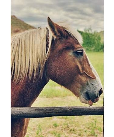 The Golden Paste Company TurmerItch Maintenance Horse Turmeric Supplement for a Healthy Skin and Coat 2kg - Buy Online on GoSupps.com