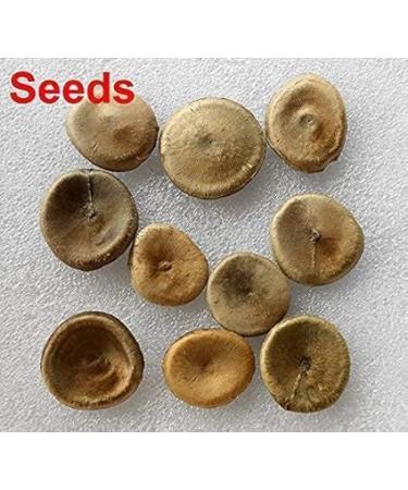 Kuchla Seed|Nux-Vomica Seeds|Strychnos Nuxvomica Seed|200 Gm - Buy Online on GoSupps.com