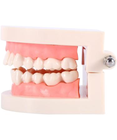 PVC Tooth Model for Dentistry Students | Huge Typodont Teeth for Teaching & Demonstration - Buy Online on GoSupps.com