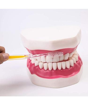 Teeth Model with Removable Teeth & Toothbrush for Dental Education - Simulated Dental Care Body Model - Buy Online on GoSupps.com