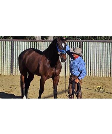 Monty Roberts Dually Headcollar - Buy Online on GoSupps.com