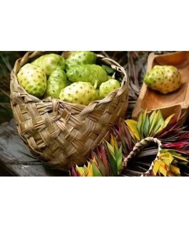 Apollo Organic Noni Juice by Morinda - Pure Noni Fruit Puree with Aloe Vera | All-Natural Daily Wellness Drink 30.5 fl oz - Buy Online on GoSupps.com