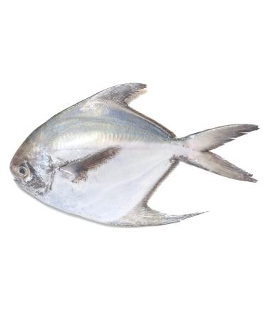 Silver Pomfret Fish 350gr x 2