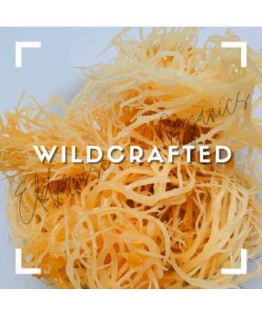 Wildcrafted Sea Moss Gel - Raw, Non-GMO, Sundried, Mineral Rich - Makes 20oz - Golden - Buy Online on GoSupps.com