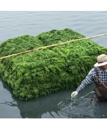 Buy Ulva Hello Seaweed 100% Pure Aonori Lettuce - 500g | Natural No Sand International Shipping - Buy Online on GoSupps.com