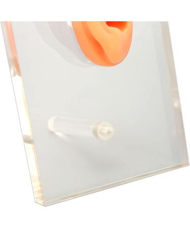 Silicone Right Ear Model with Fine Details - Ideal for ENT Hospitals - Buy Online on GoSupps.com