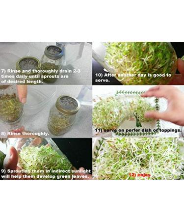 SEMI DI GERMINAZIONE: 2X Couvercle Ampia + 5000 Samen: USDA Organic Alfalfa keimenden Samen mit Micro Gr n Deckel f r Mason Jar 1G-de 1/2 lb
