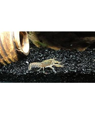 ZYMY Gorgeous aquarium decorated with aquarium decorations glass beads aquarium 1 pound of enough decorative gravel rock gravel pebbles gem (Black sand stone) 453.59 g (Pack of 1) - Buy Online on GoSupps.com