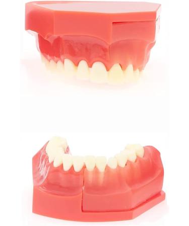 Lmeil Silicone Tooth Development Model for Children | Milk Teeth & Deformality Education Tool - Buy Online on GoSupps.com