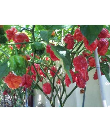 Trinidad Scorpion Butch T Chili - Nuclear Blast Inside Mouth! - 10g - Buy Online on GoSupps.com