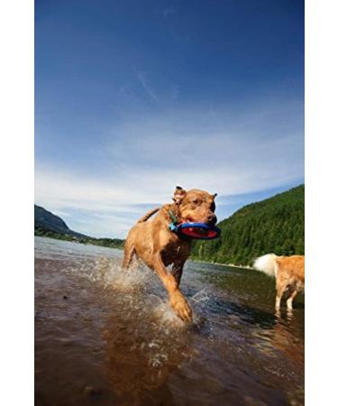 Chuckit Zipflight Amphibious Flying 6-Inch Ring Dog Fetch Toy Small - 2 Pack - Buy Online on GoSupps.com