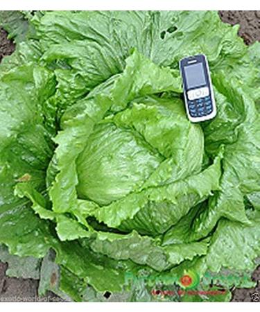 Portal Cool Russian Giant Iceberg Lettuce Seeds Xxl head Up to 500 grams - Buy Online on GoSupps.com